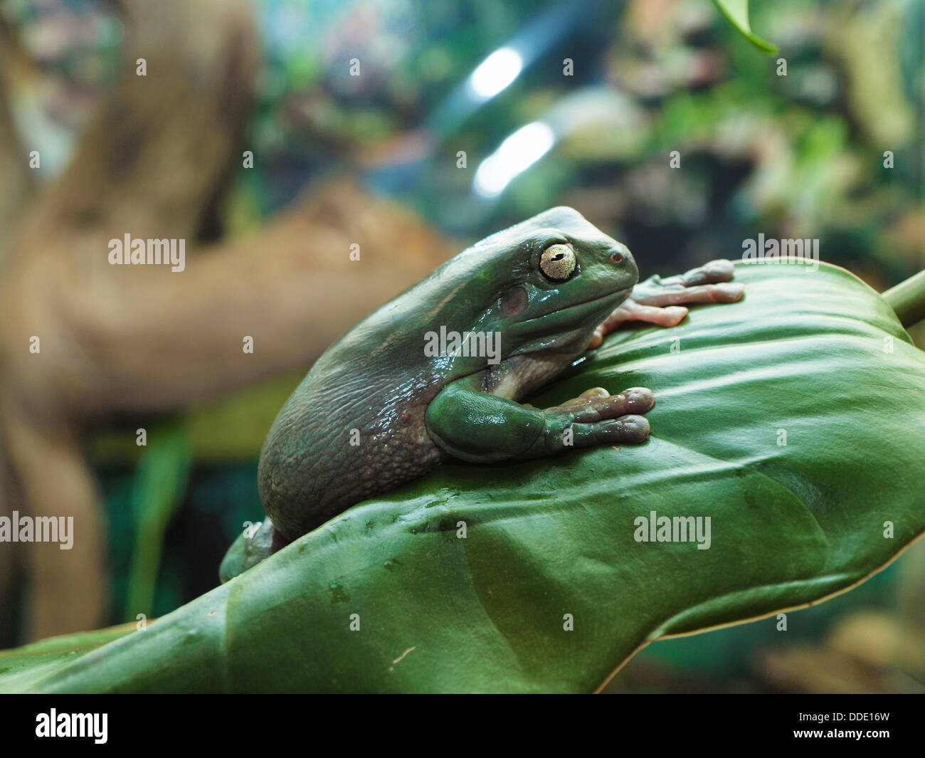 White's Dumpy Tree Frog on a branch Stock Photo