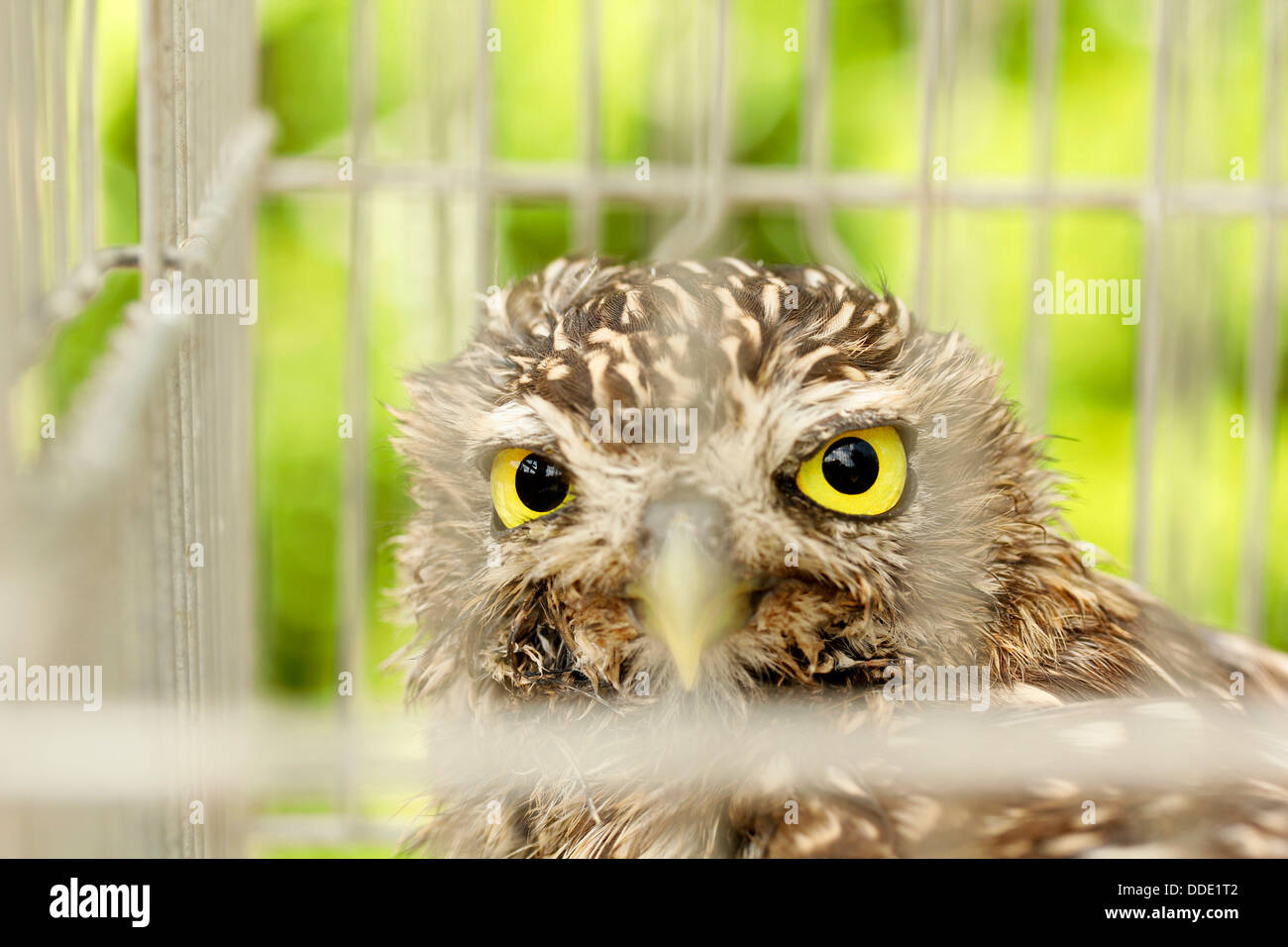 Little owl. Athene noctua. Stock Photo