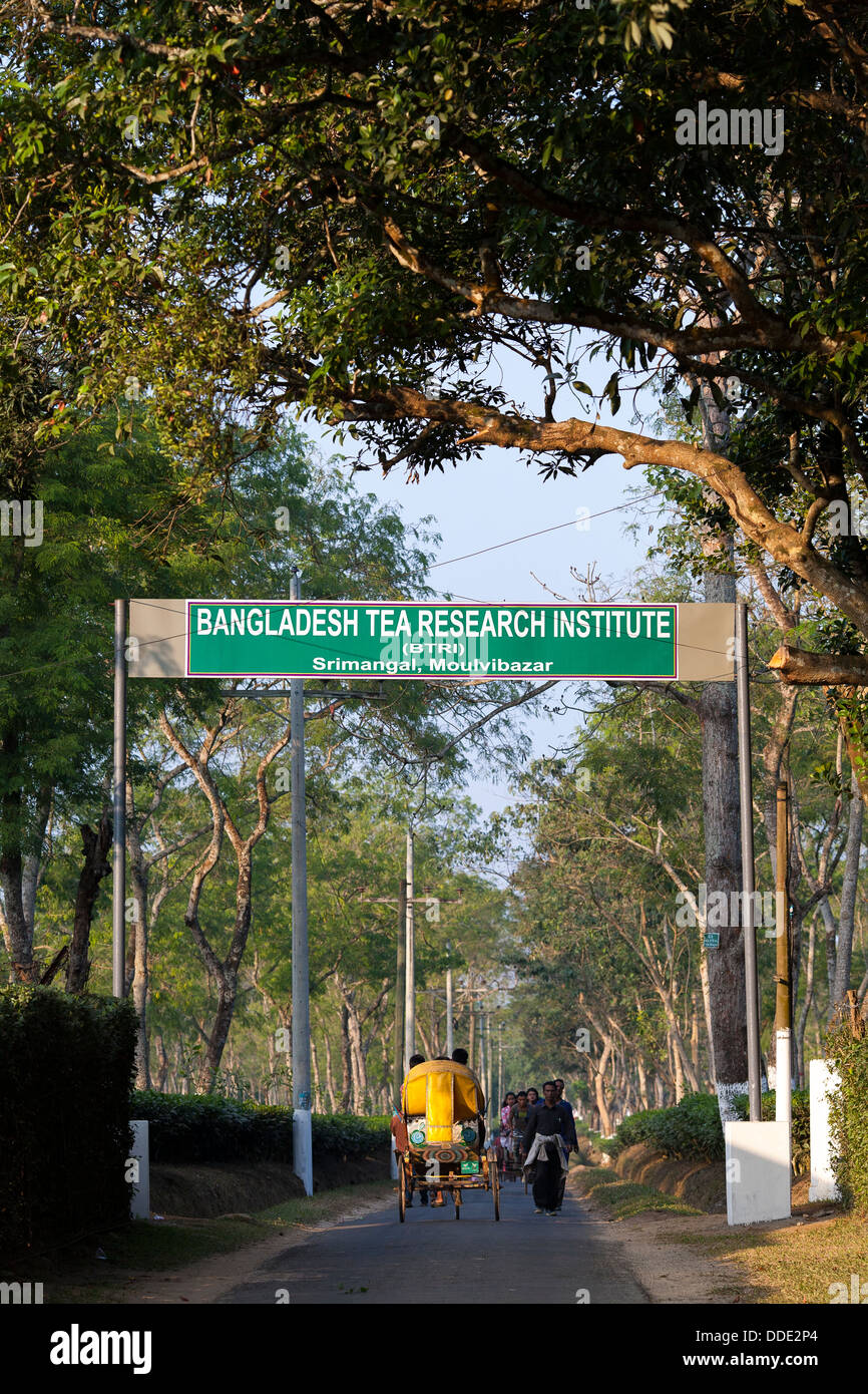 A sign above the street for the Bangladesh tea research institute close to Srimongol, Syhlet Division Bangladesh Stock Photo