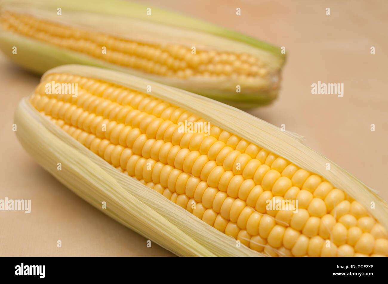 Detail of Corn Cobs on Wooden Table - Shallow Depth of Field Stock Photo