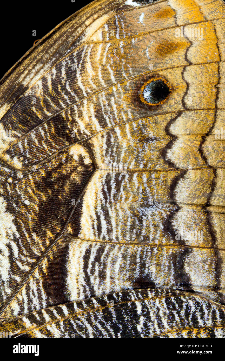 Pattern on the wing of an Owl butterfly (Caligo eurilochus) Stock Photo