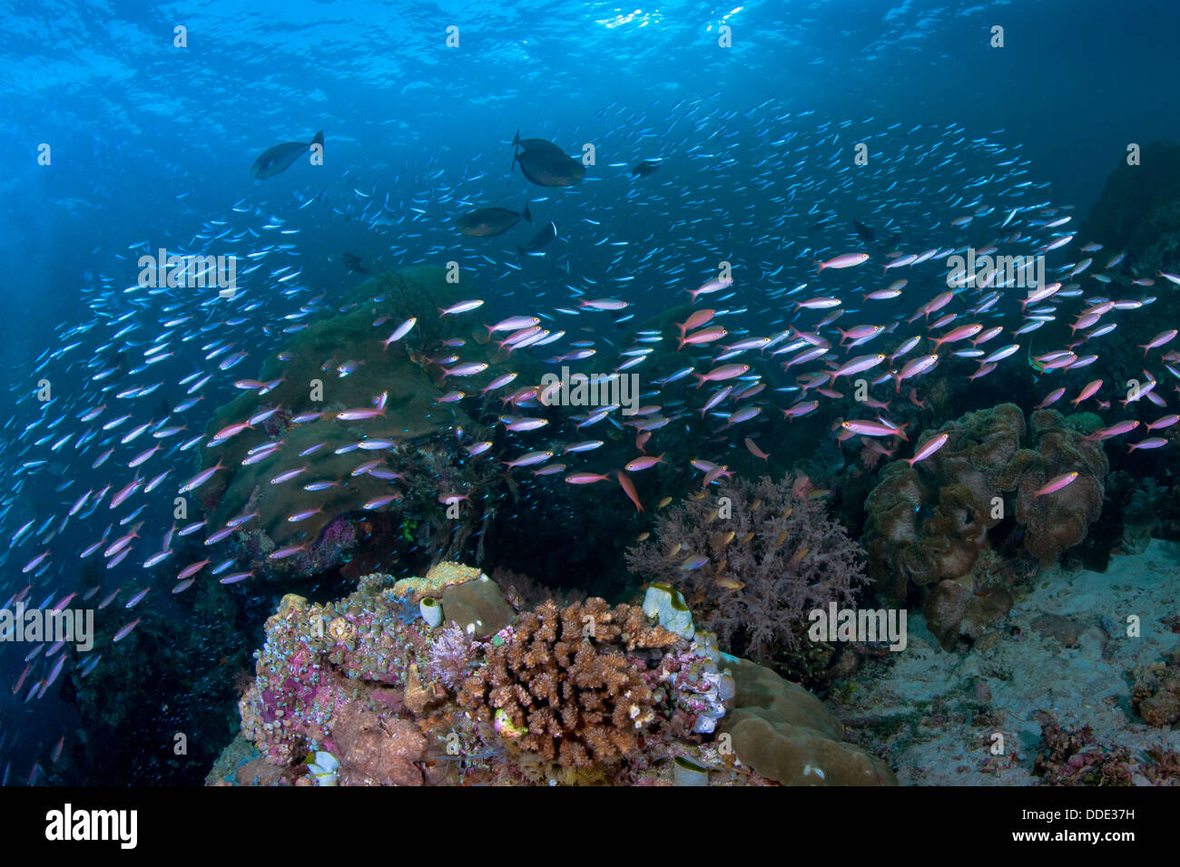 School of bluestreak fusilier form a swirl around coral reef. Raja Ampat, Indonesia. Stock Photo