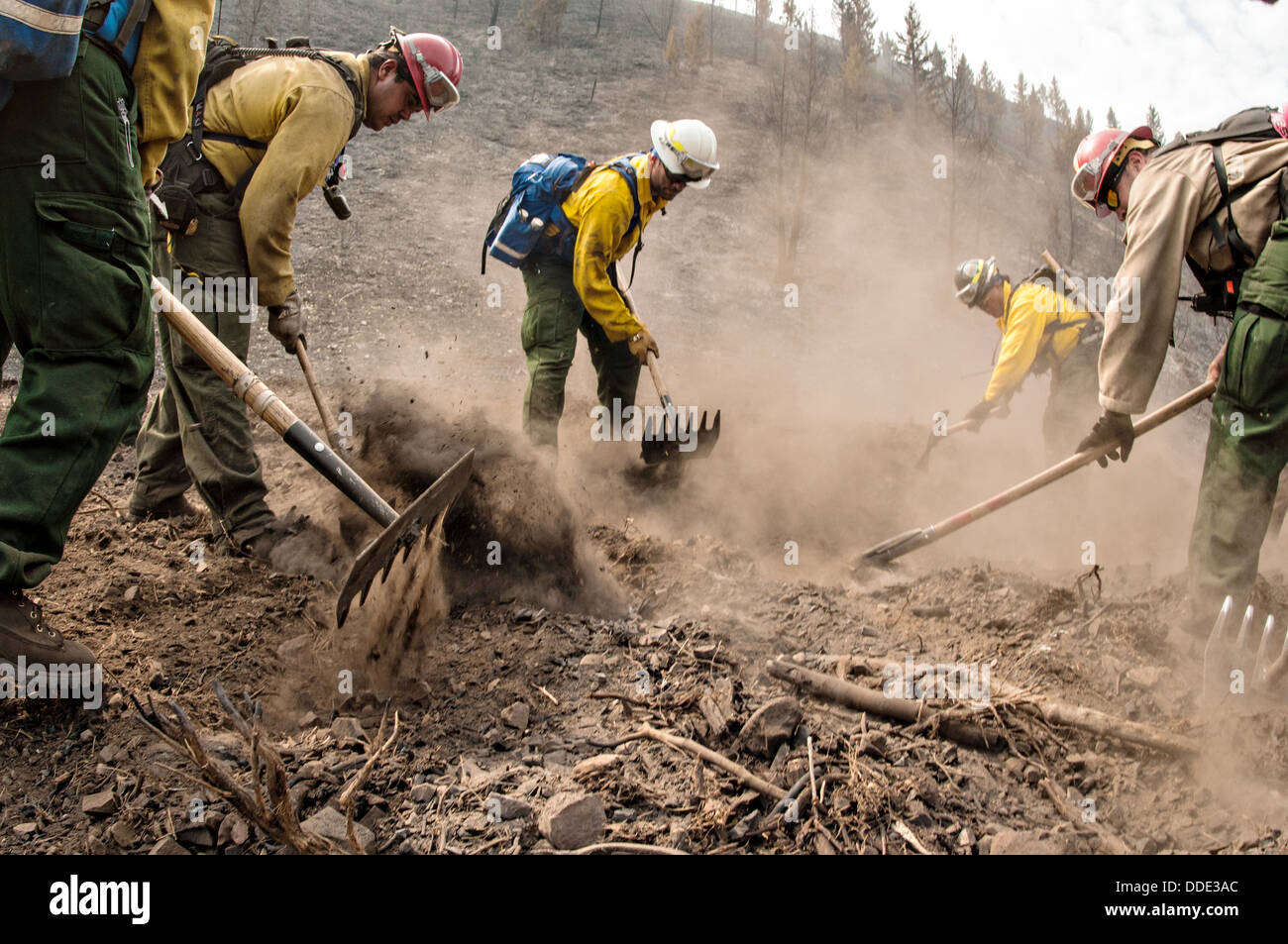 Southern Plains and Comanche wildfire initial Attack Crews work to extinguish underground smoldering fire in roots or buried tree limbs using hand tools at the Beaver Creek Fire August 21, 2013 west of Hailey, ID. Stock Photo