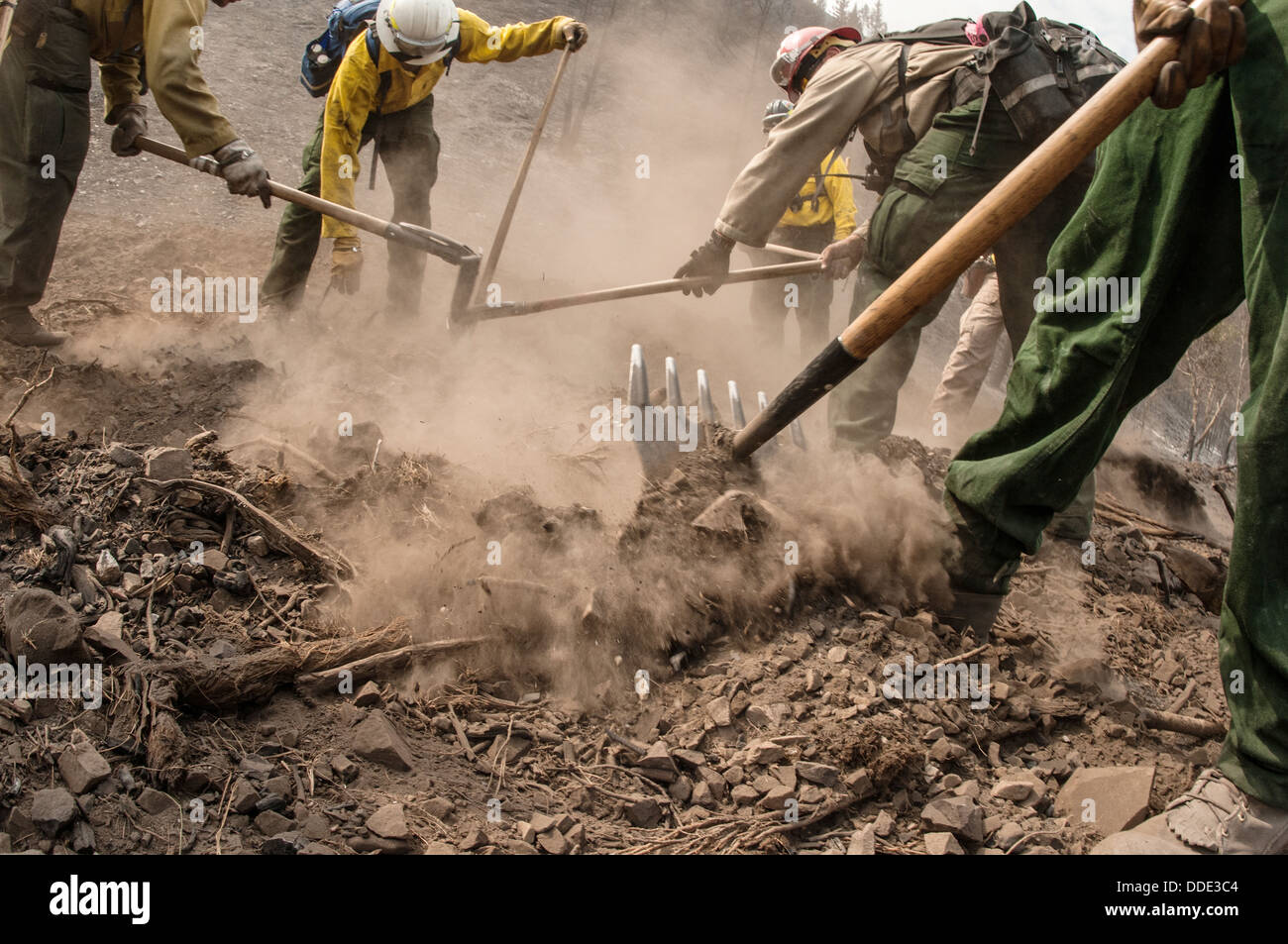 Southern Plains and Comanche wildfire initial Attack Crews work to extinguish underground smoldering fire in roots or buried tree limbs using hand tools at the Beaver Creek Fire August 21, 2013 west of Hailey, ID. Stock Photo