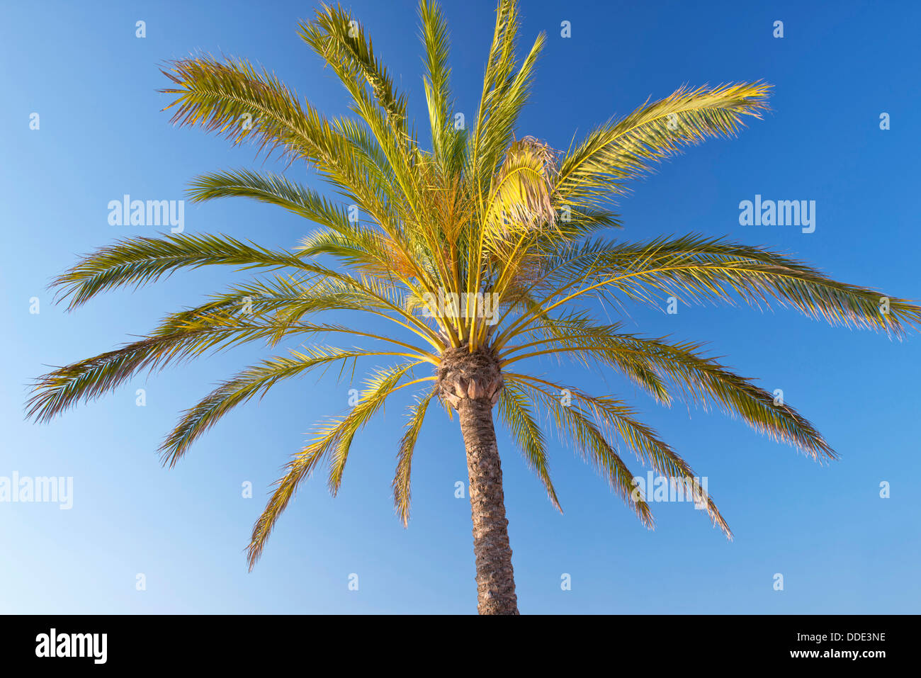 Palm tree blue sea hi-res stock photography and images - Alamy
