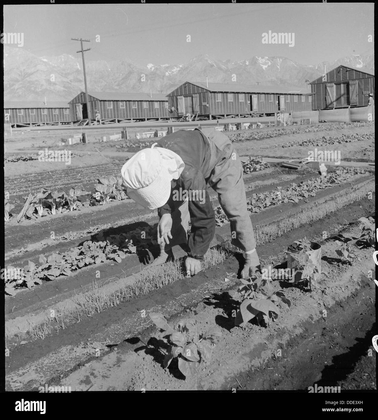 An evacuee at the Manzanar relocation center in California tending to her garden