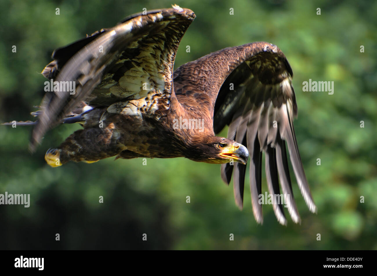 Steppe Eagle (Aquila nipalensis) in fly Stock Photo