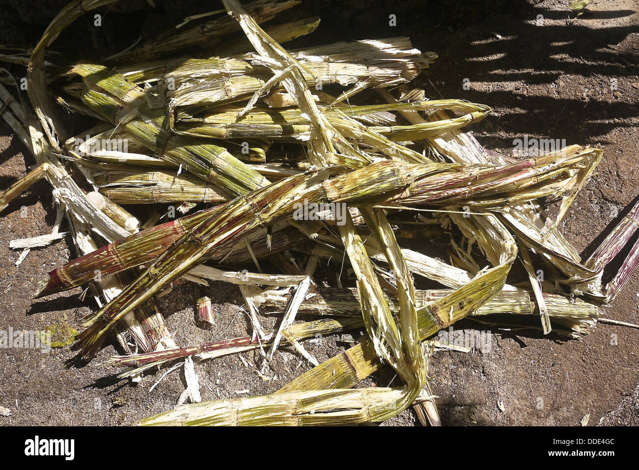 Sugar cane (Saccharum officinarum) stalks after being pressed. Stock Photo
