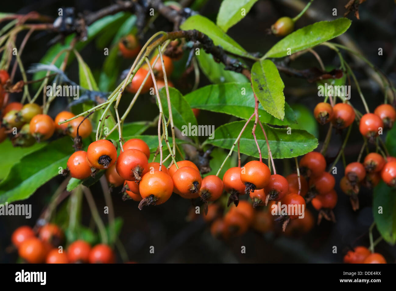 orange pyracantha berries Stock Photo