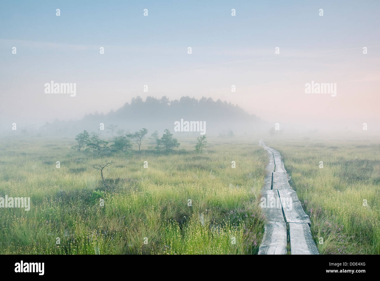 Path through the swamp, Dunika Nature Reserve, Kurzeme, Latvia Stock Photo