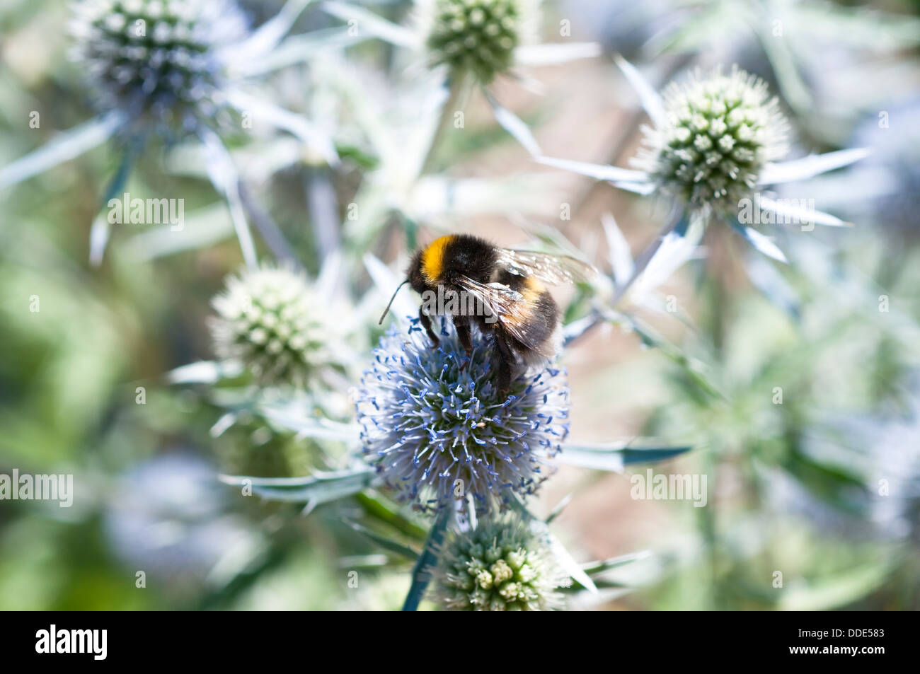 Bee feeding on eryngium caeruleum flower or eryngo or sea holly Stock Photo