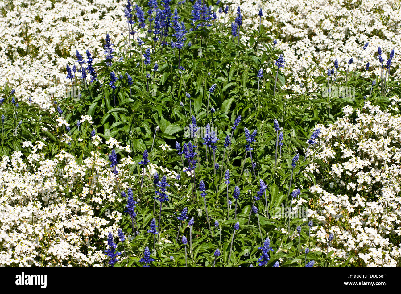 Summer flowerbed Nemesia 'Poetry White' and Salvia farinacea 'Victoria' Stock Photo