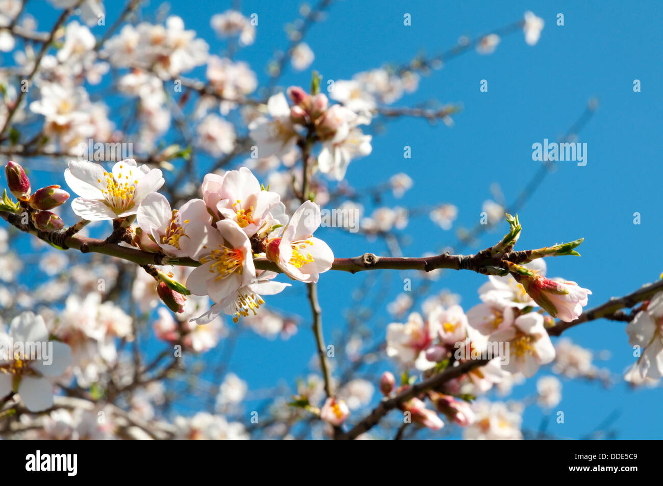 Flowered almond tree. Close view. Stock Photo