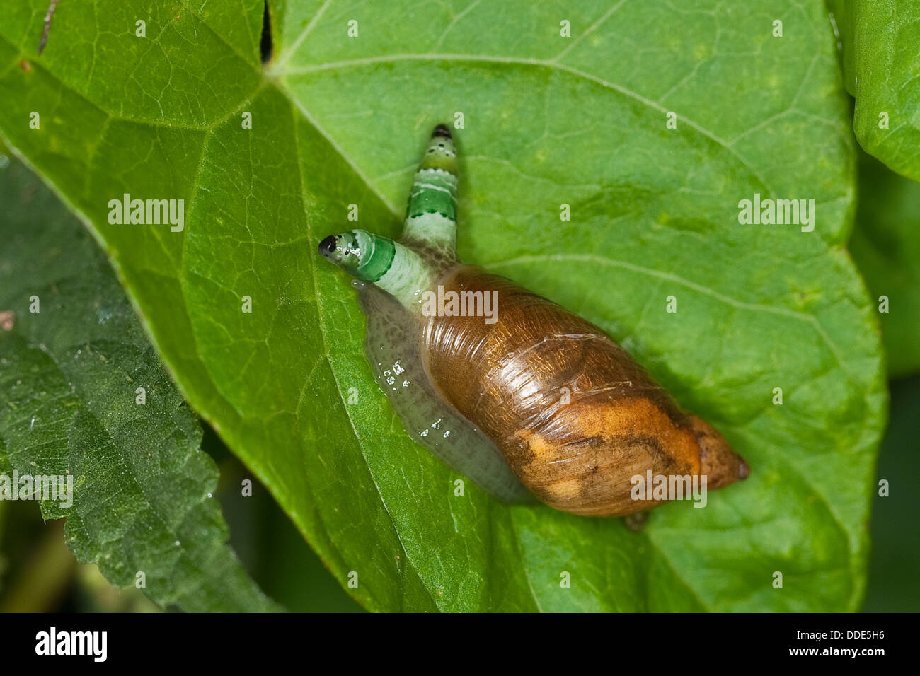 amber snail, ambersnail, green-banded broodsac, Bernsteinschnecke, Succinea putris, Saugwurm, Leucochloridium paradoxum Stock Photo