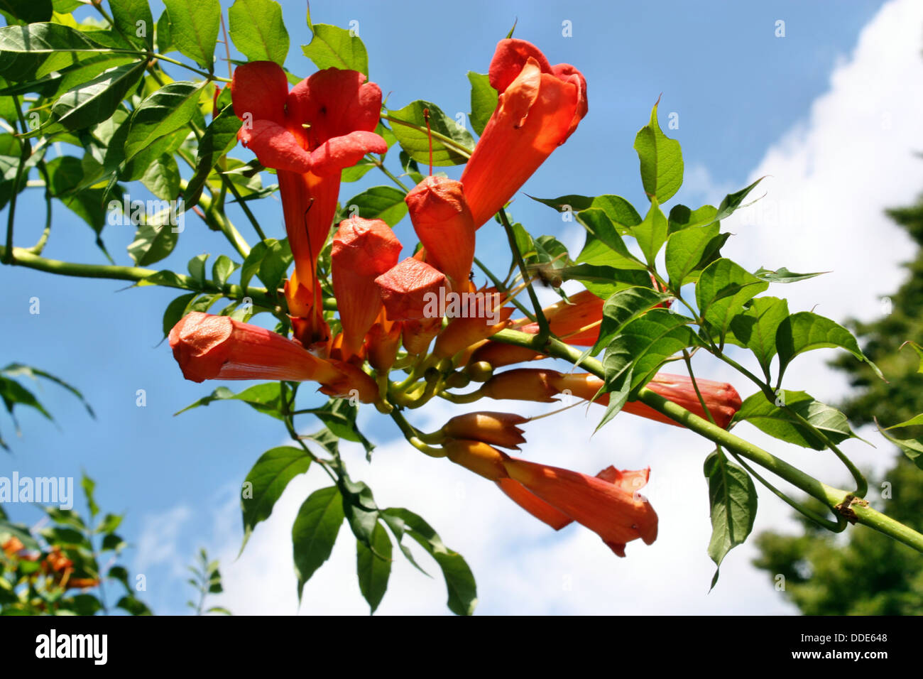 Trumpet flower growing on a blue sky Stock Photo