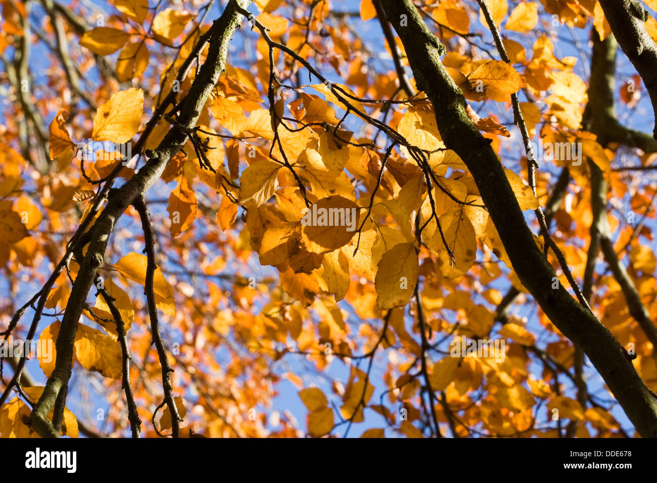 Fagus sylvatica in Autumn. Common Beech tree leaves. Stock Photo