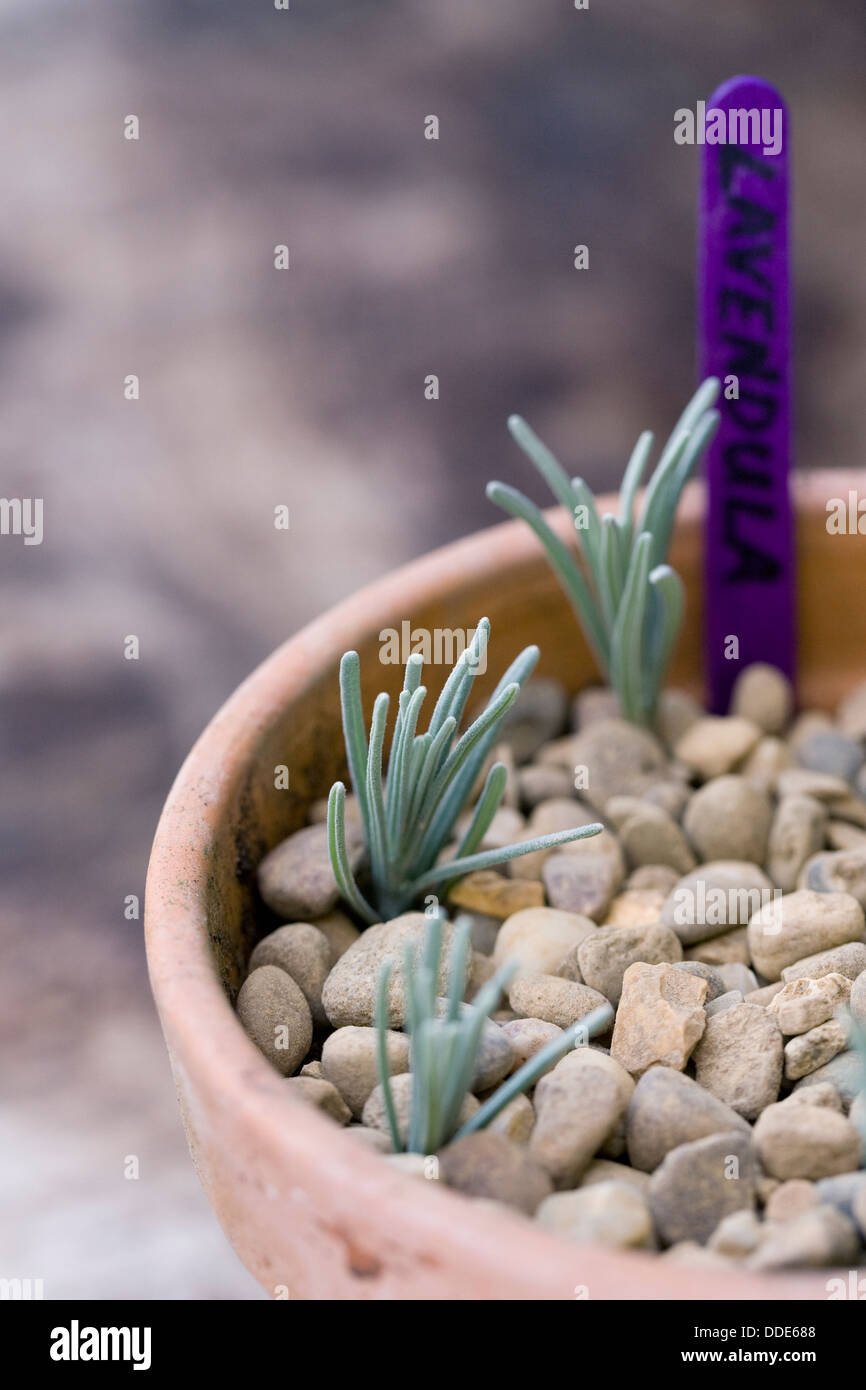 Lavandula cuttings. Semi ripe lavender cuttings in a terracotta pot. Stock Photo