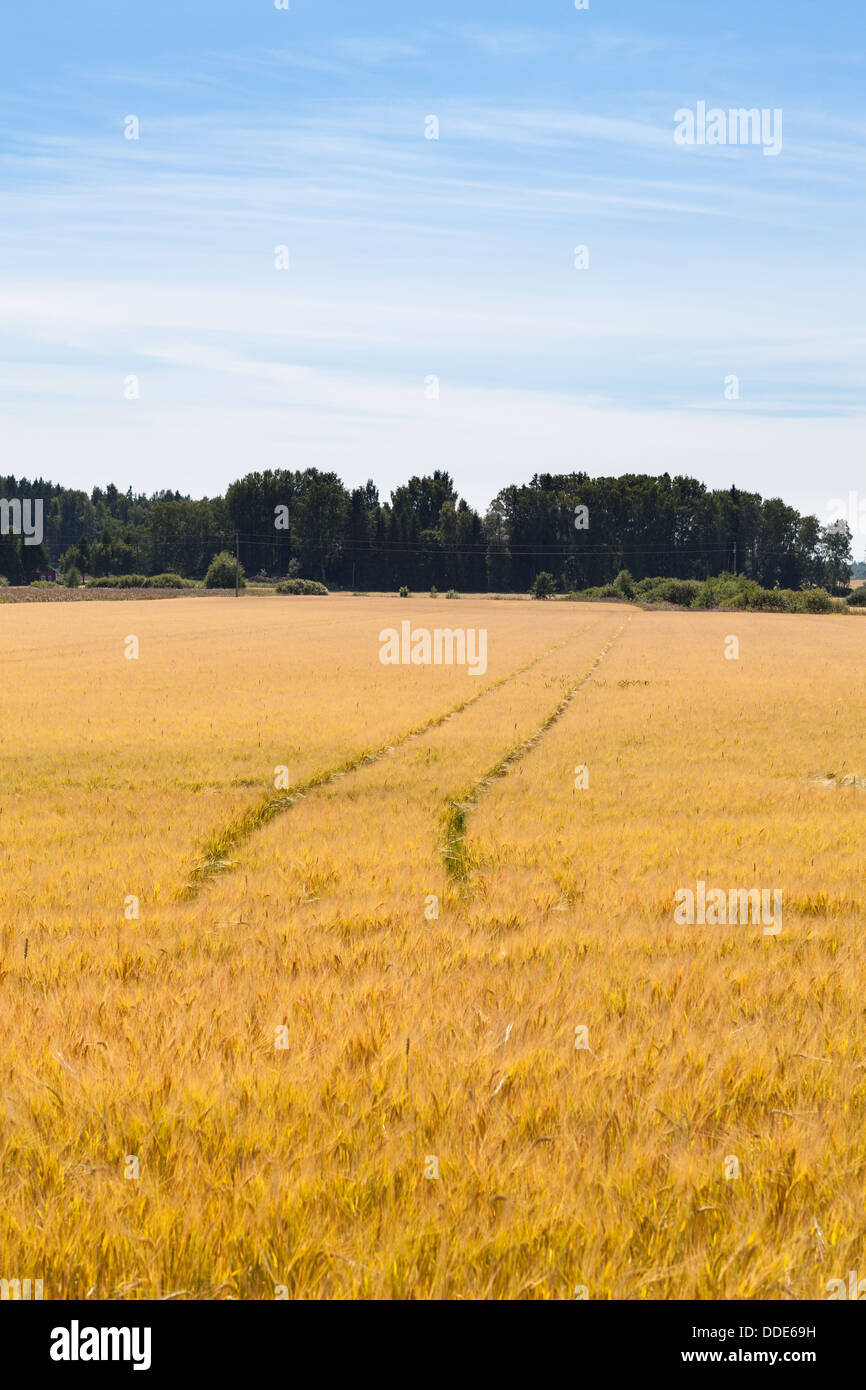 Barley field in Inkoo, Finland Stock Photo