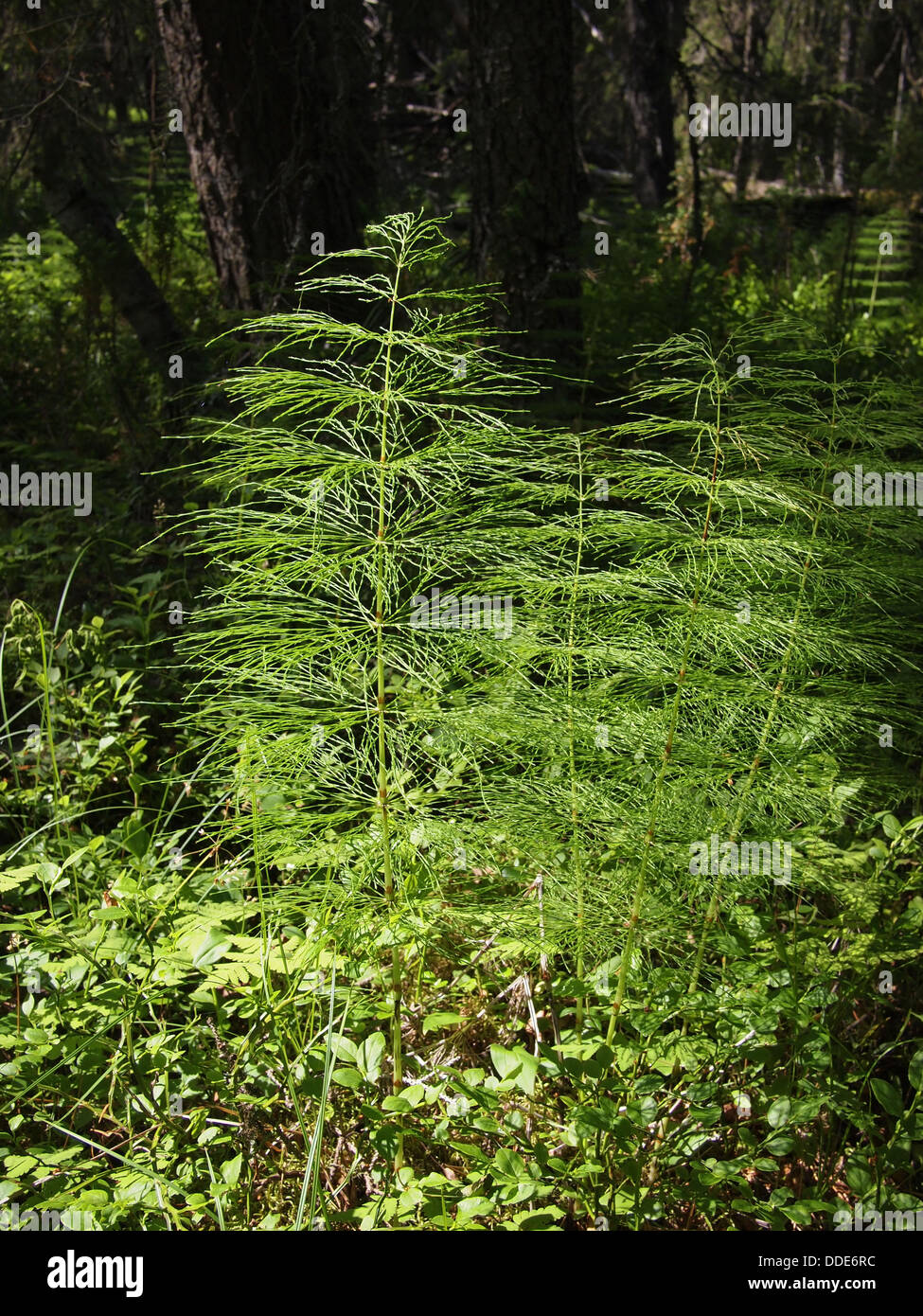 Shoots field horsetail Equisetum in spring. Green grass background