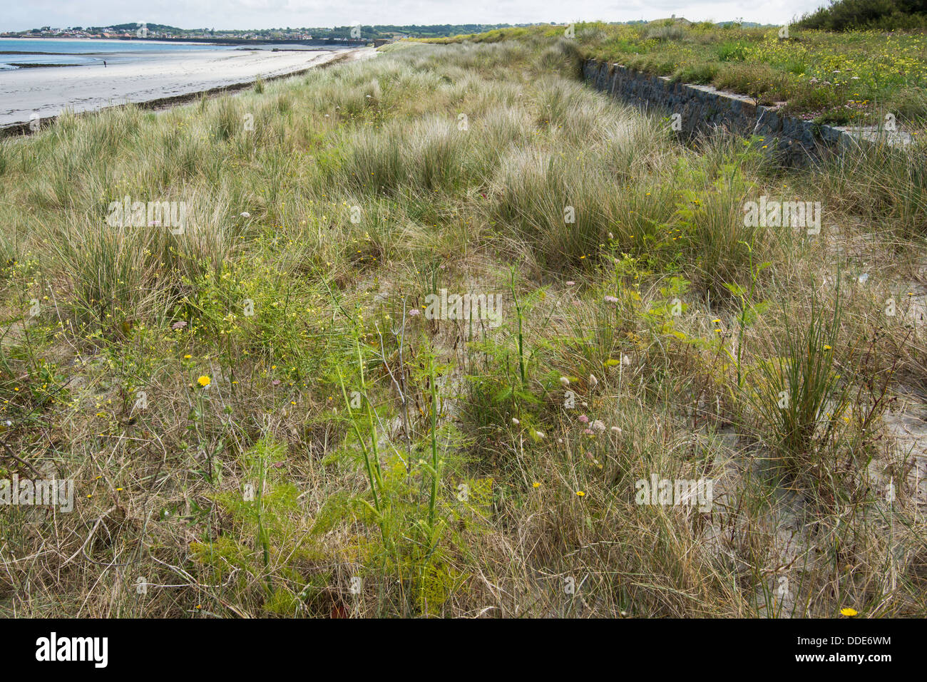 Old sea wall behind new sand dune successfully created through the planting of marram grass and use of fencing. Stock Photo