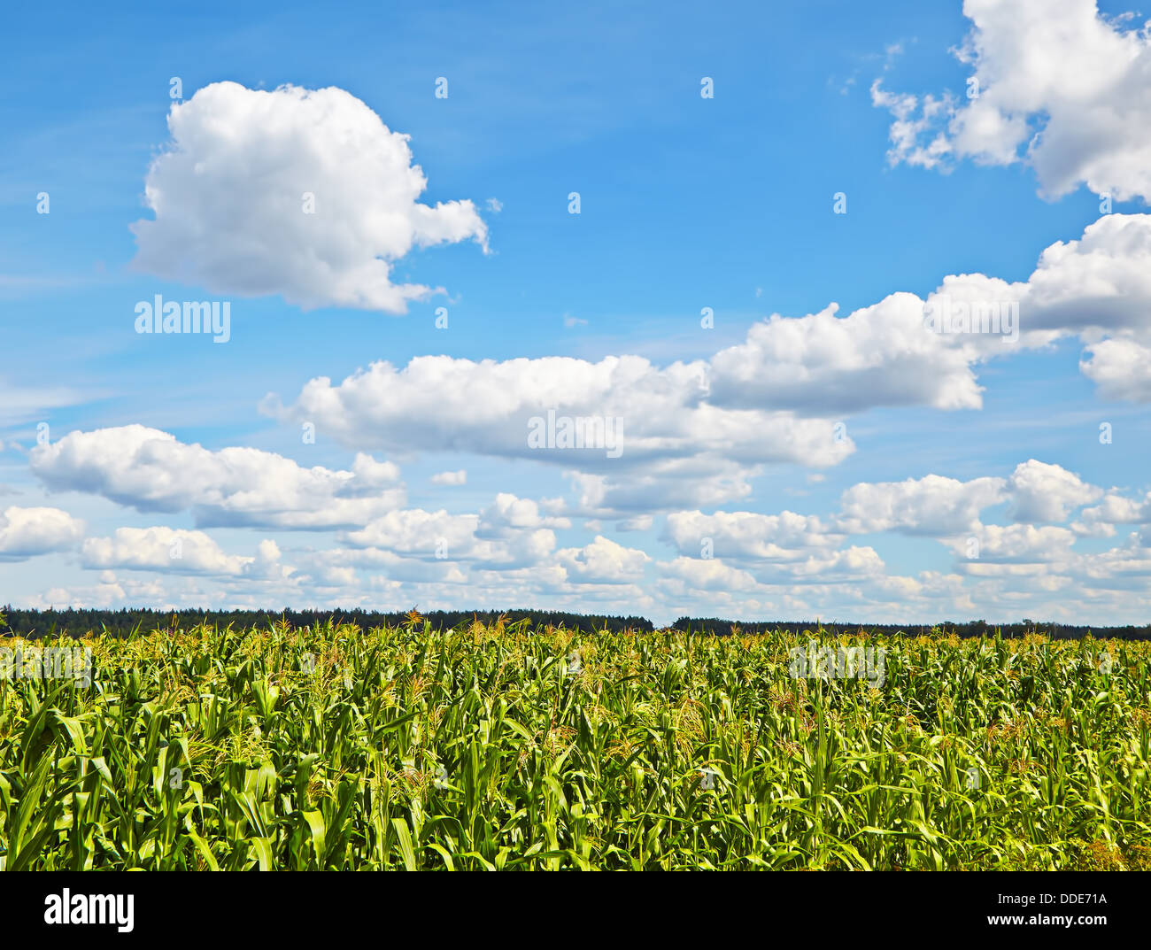 Field of green corn, blue cloudy sky, sunny day. Selective focus Stock Photo