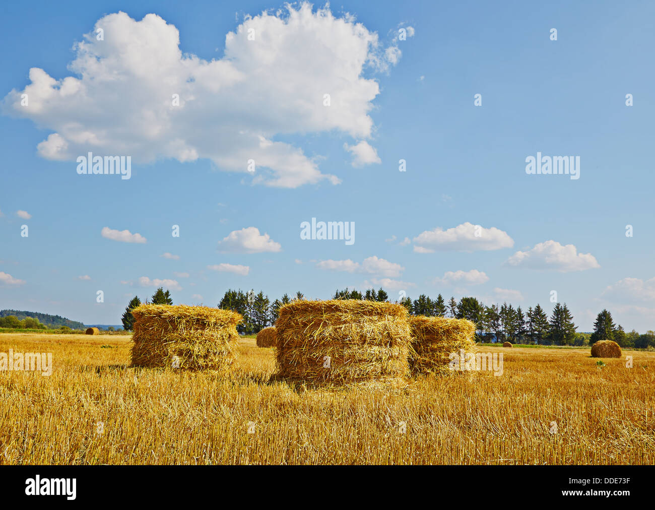 Harvest field with straw vertical rolls in summer. Blue sky. Green forest Stock Photo