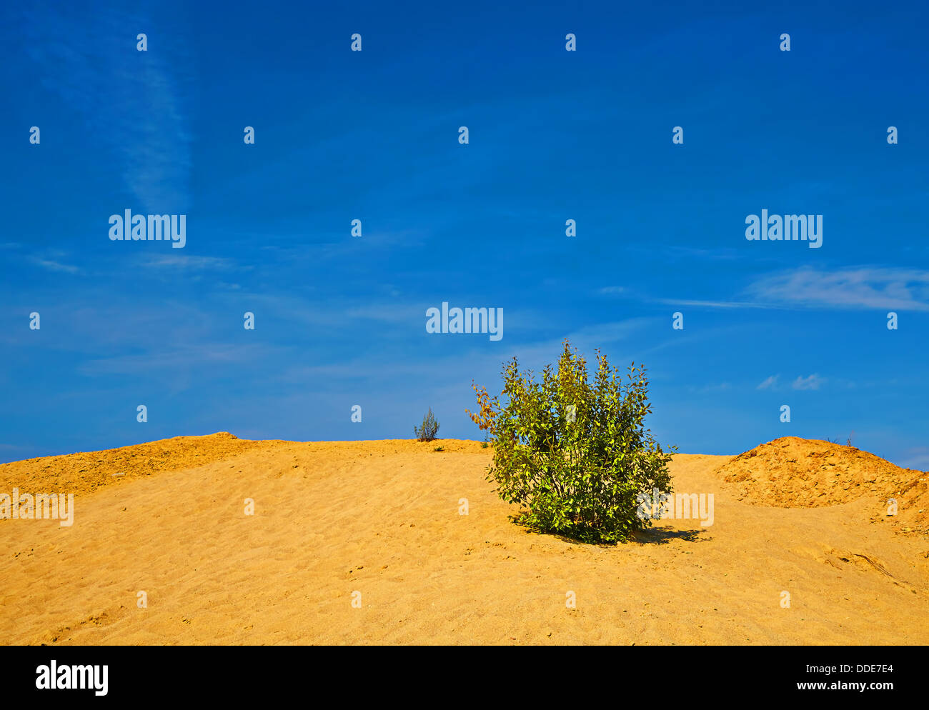 Lonely shrub on the sand hill in sunny day Stock Photo