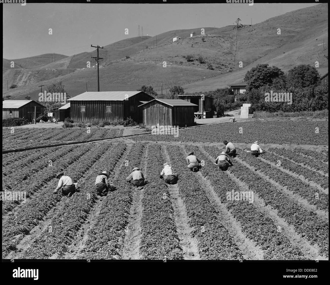 Near Mission San Jose, California. Family of Japanese ancestry laboring in their strawberry field a . . . 537836 Stock Photo