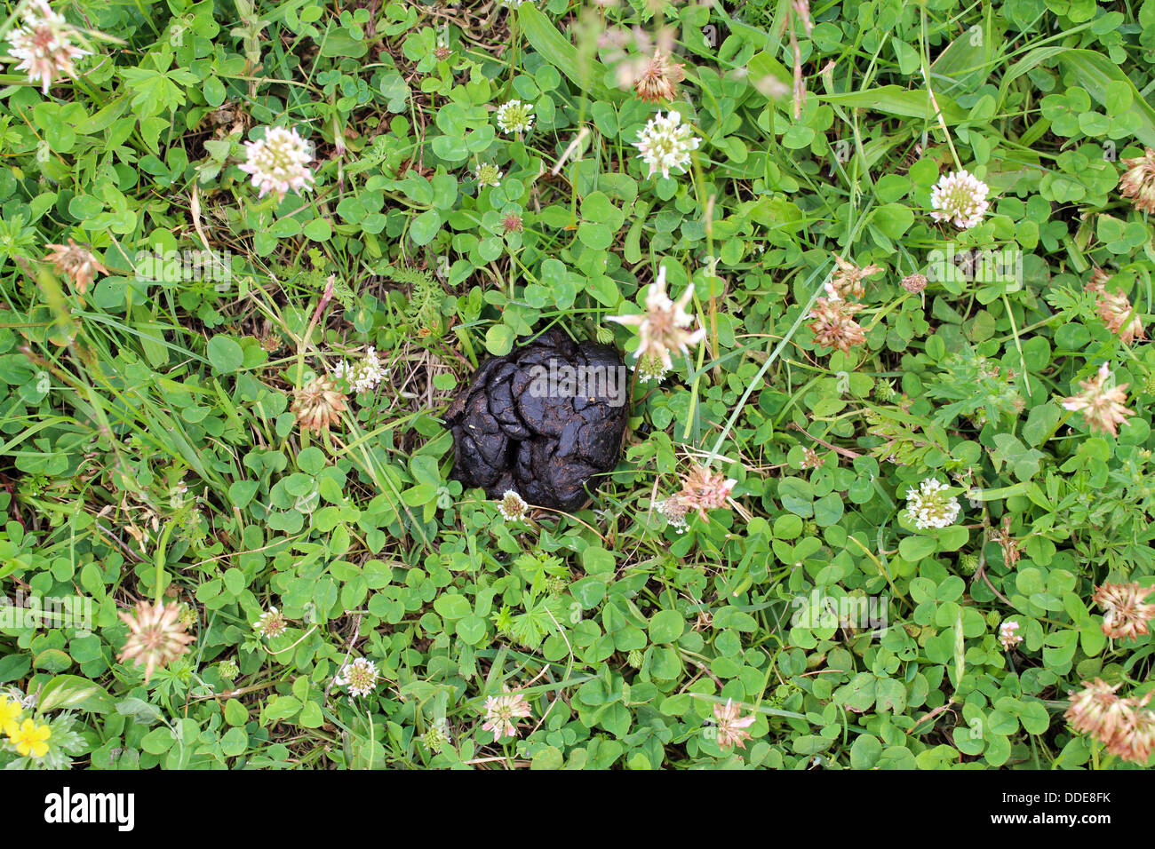 image of heap of horse in the flowers of clover Stock Photo Alamy