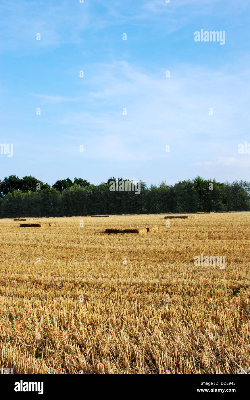 Portrait view of straw bales in a farm field with blue sky above Stock ...