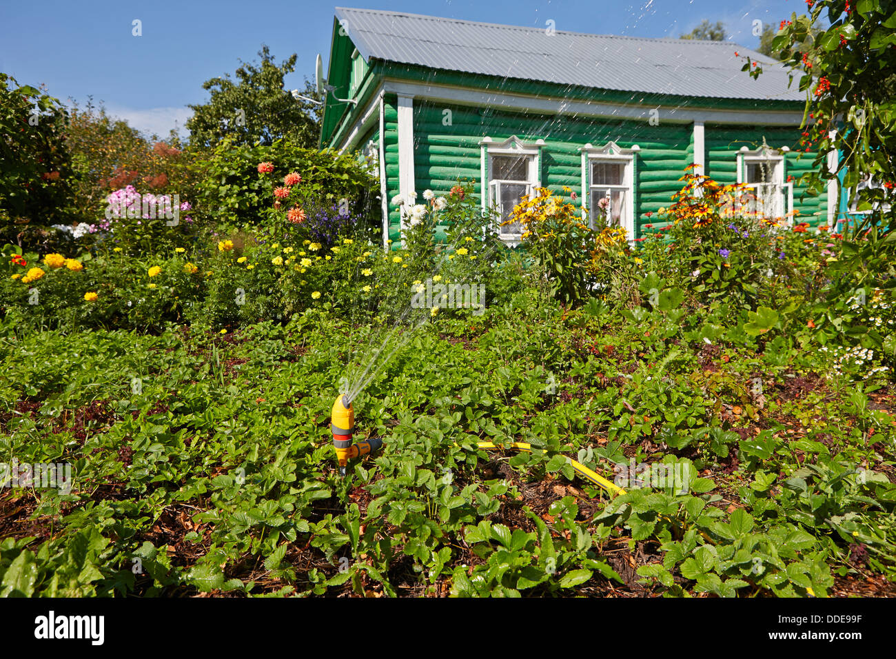 Irrigation sprinkler in the garden, Central Russia. Stock Photo