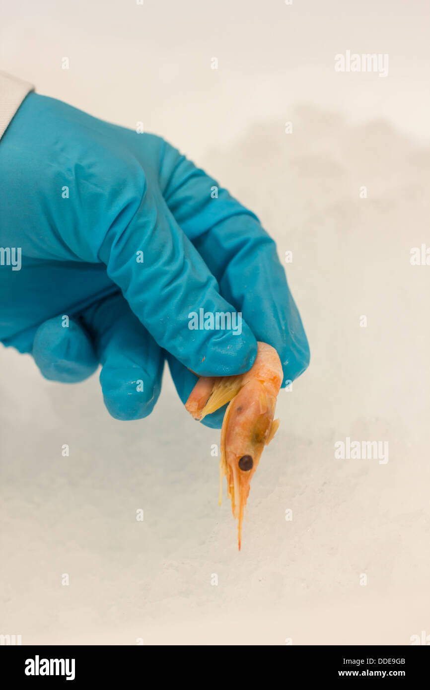 An image of a shrimp being picked up from the ice it is stored on, by someone wearing blue rubber gloves. Portrait orientation. Stock Photo