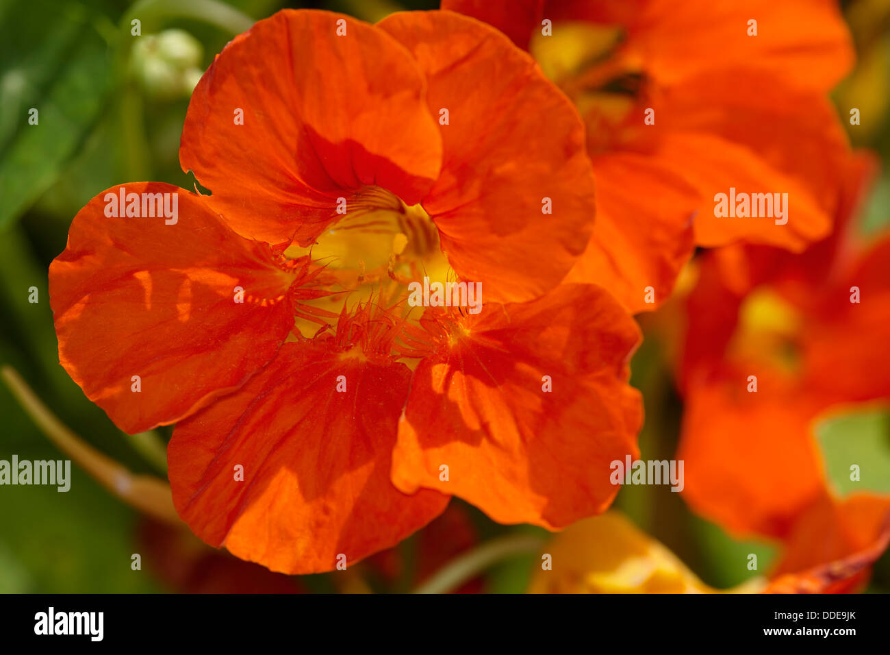 Garden nasturtium flowers. Scientific name: Tropaeolum majus. Stock Photo