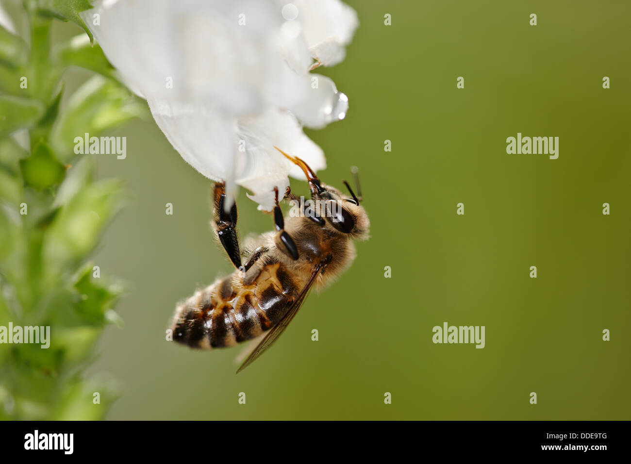European honey bee collecting nectar. Scientific name Apis mellifera