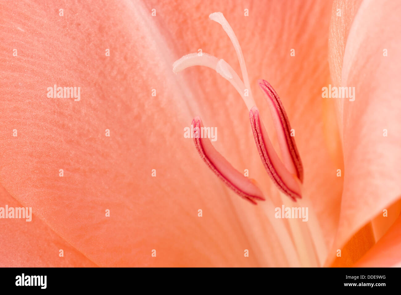 Gladiolus flower close up. Stock Photo
