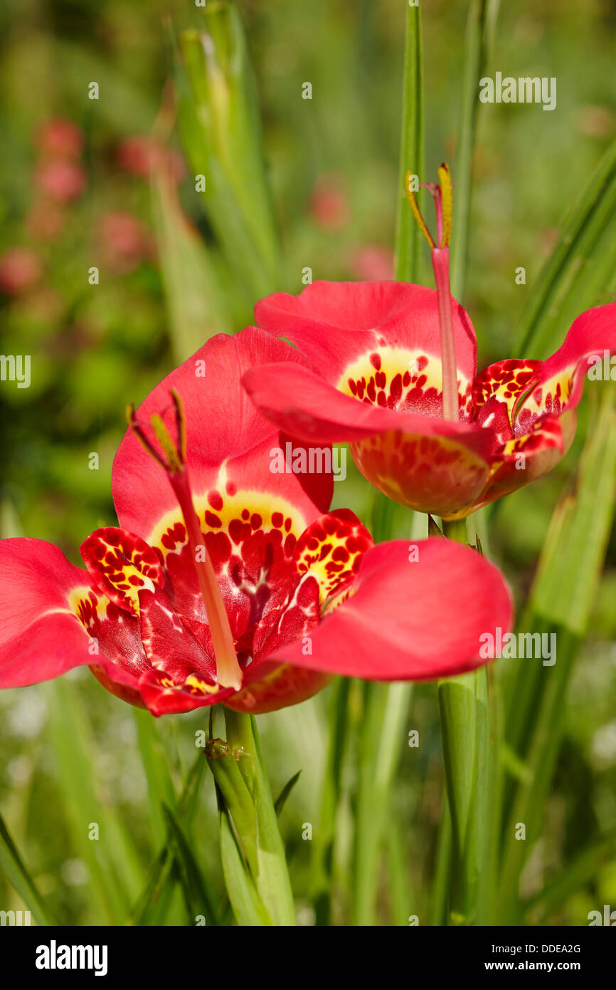 Red Tigridia flowers. Scientific name Tigridia pavonia Stock Photo Alamy