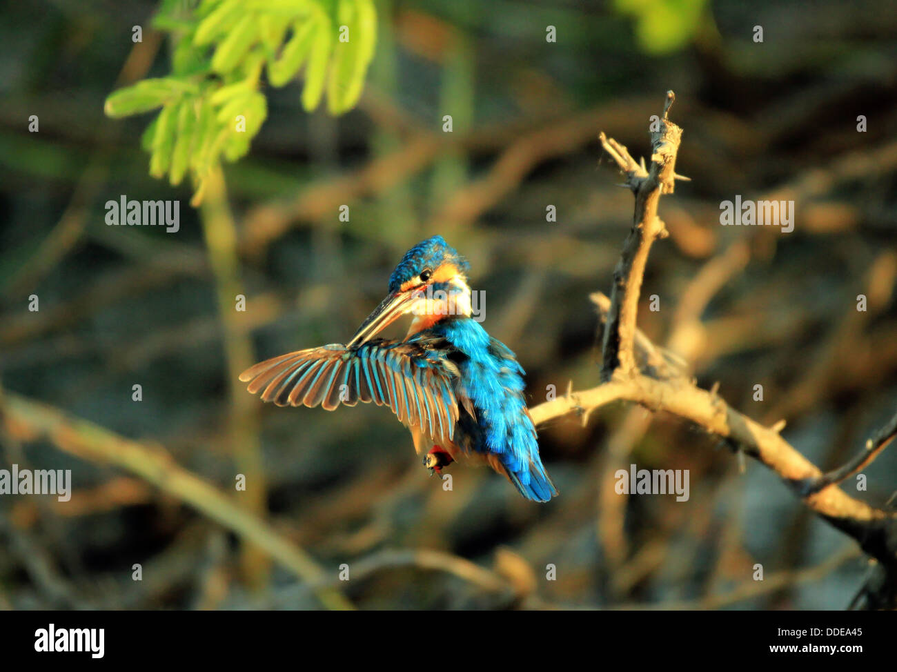 Common Kingfisher (Alcedo atthis) Cleaning the Wing, Bundala National Park, Sri Lanka Stock Photo
