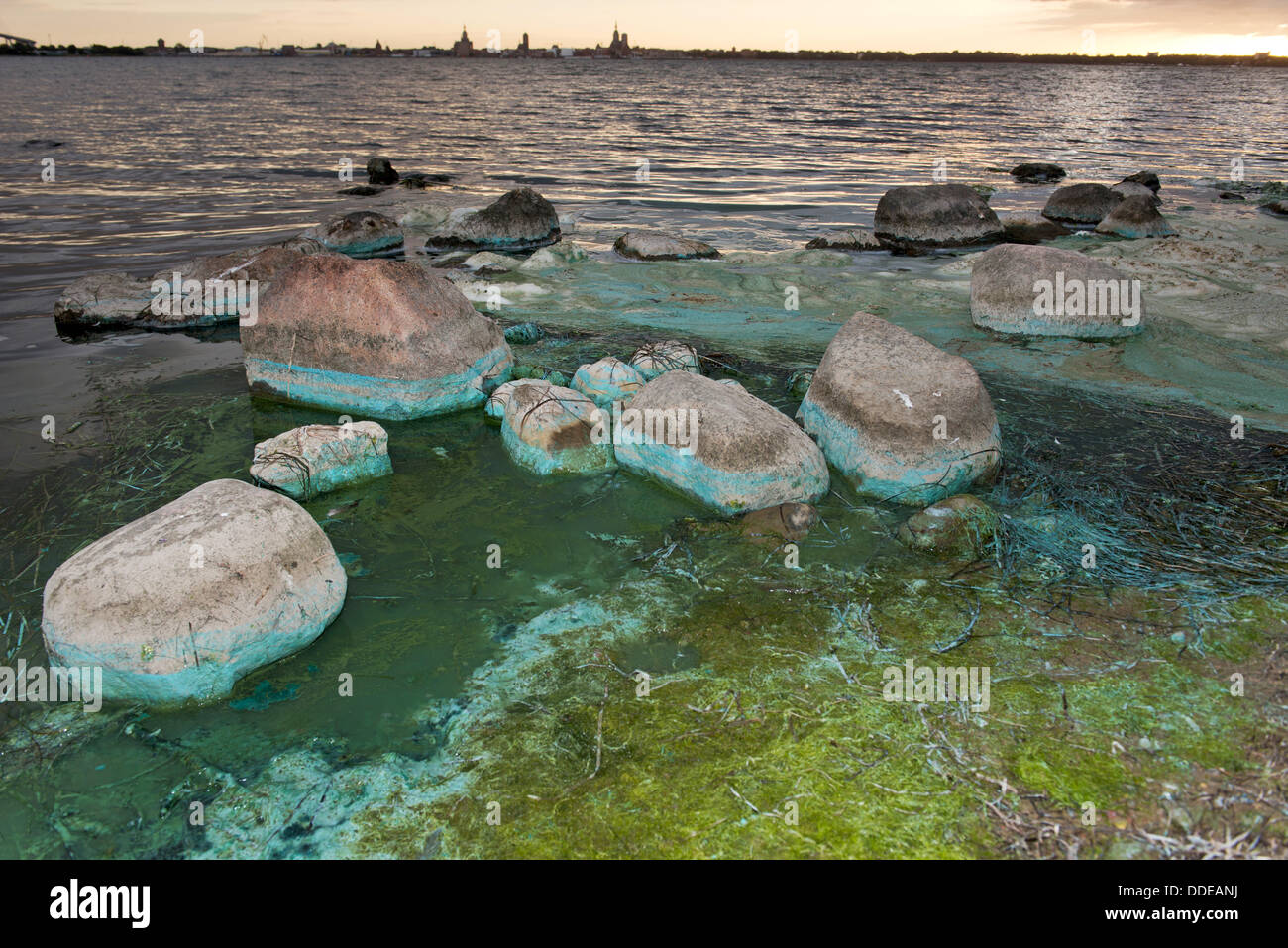 A cyanobacteria bloom is seen at the Strelasund off of Altefaehr, Germany, 31 August 2013. Blue-green algae blooms occur mainly in the summer months at high water temperatures. Cyanophyta can irritate skin and mucous membranes. Nausea, diarrhea, and vomiting may occur if water contaminated with blue-green algae is swallowed. Photo: STEFAN SAUER Stock Photo