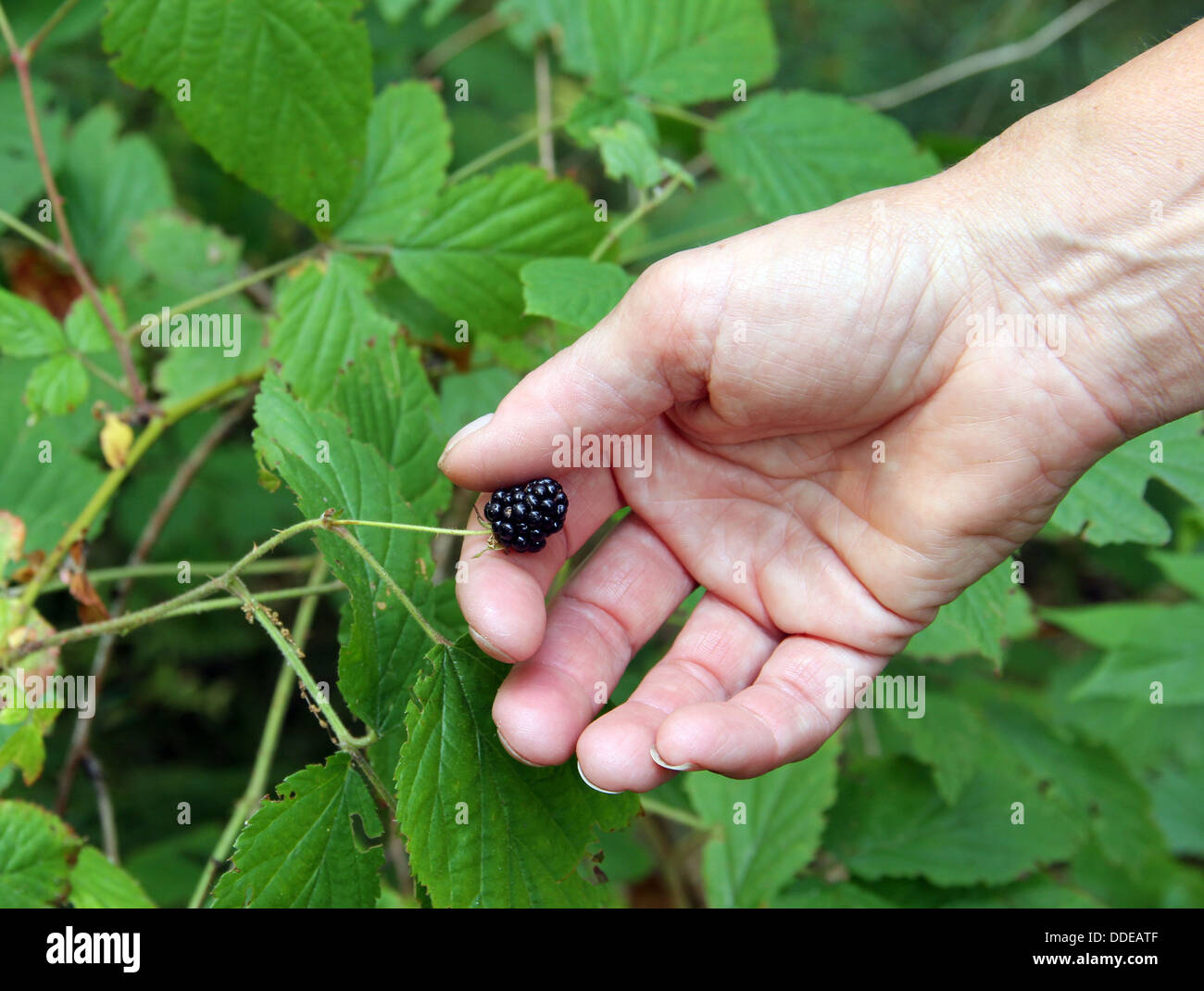 woman picking a ripe blackberry from a berry patch Stock Photo