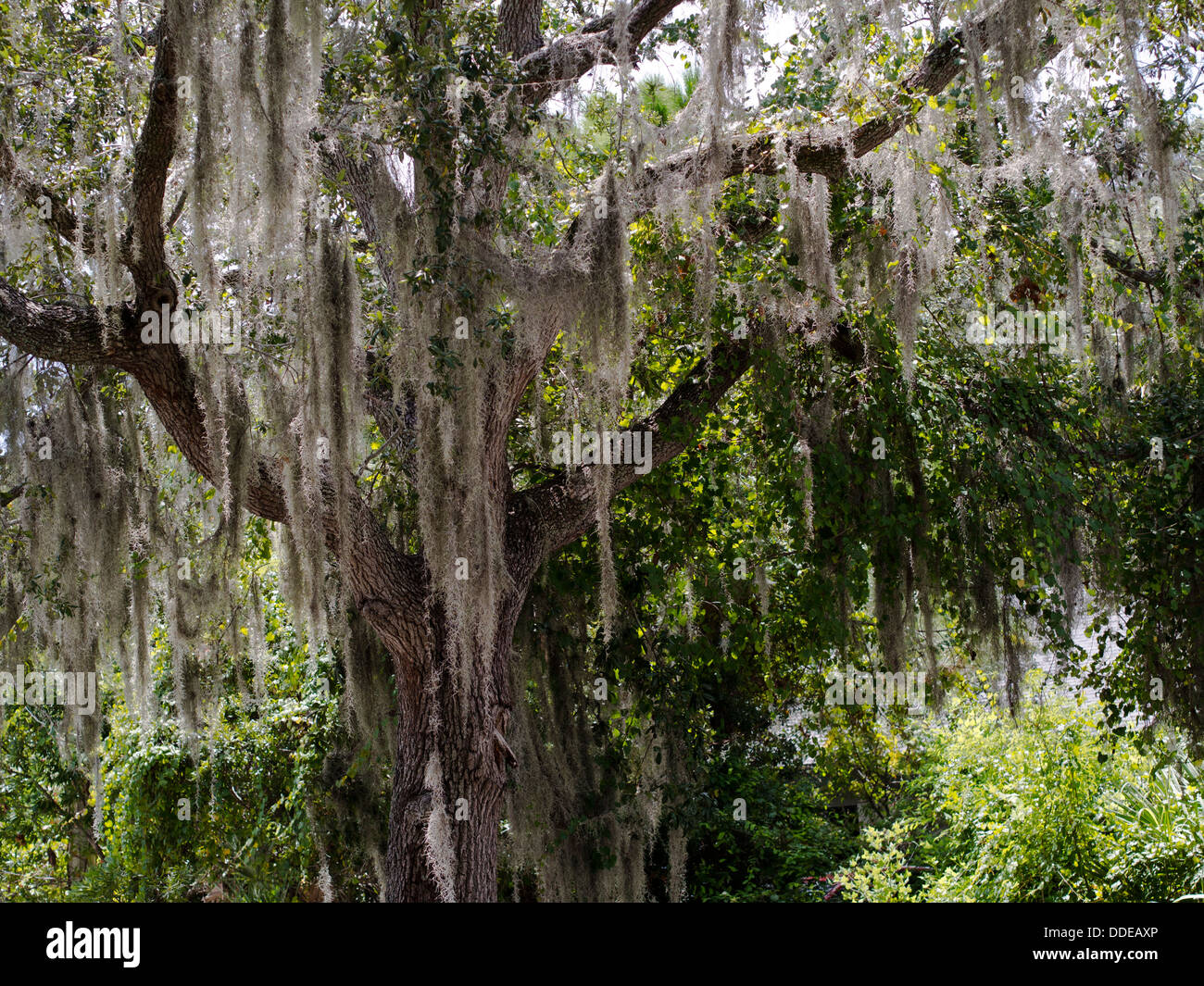 Hanging spanish moss hires stock photography and images Alamy
