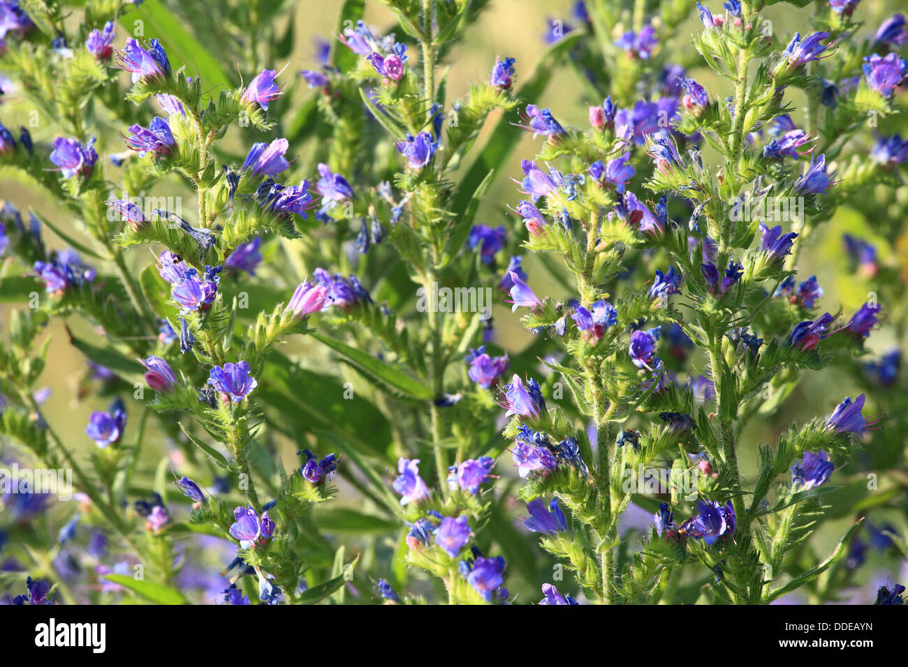 Viper's Bugloss (Blueweed), Echium vulgare. Location: Male Karpaty, Slovakia. Stock Photo
