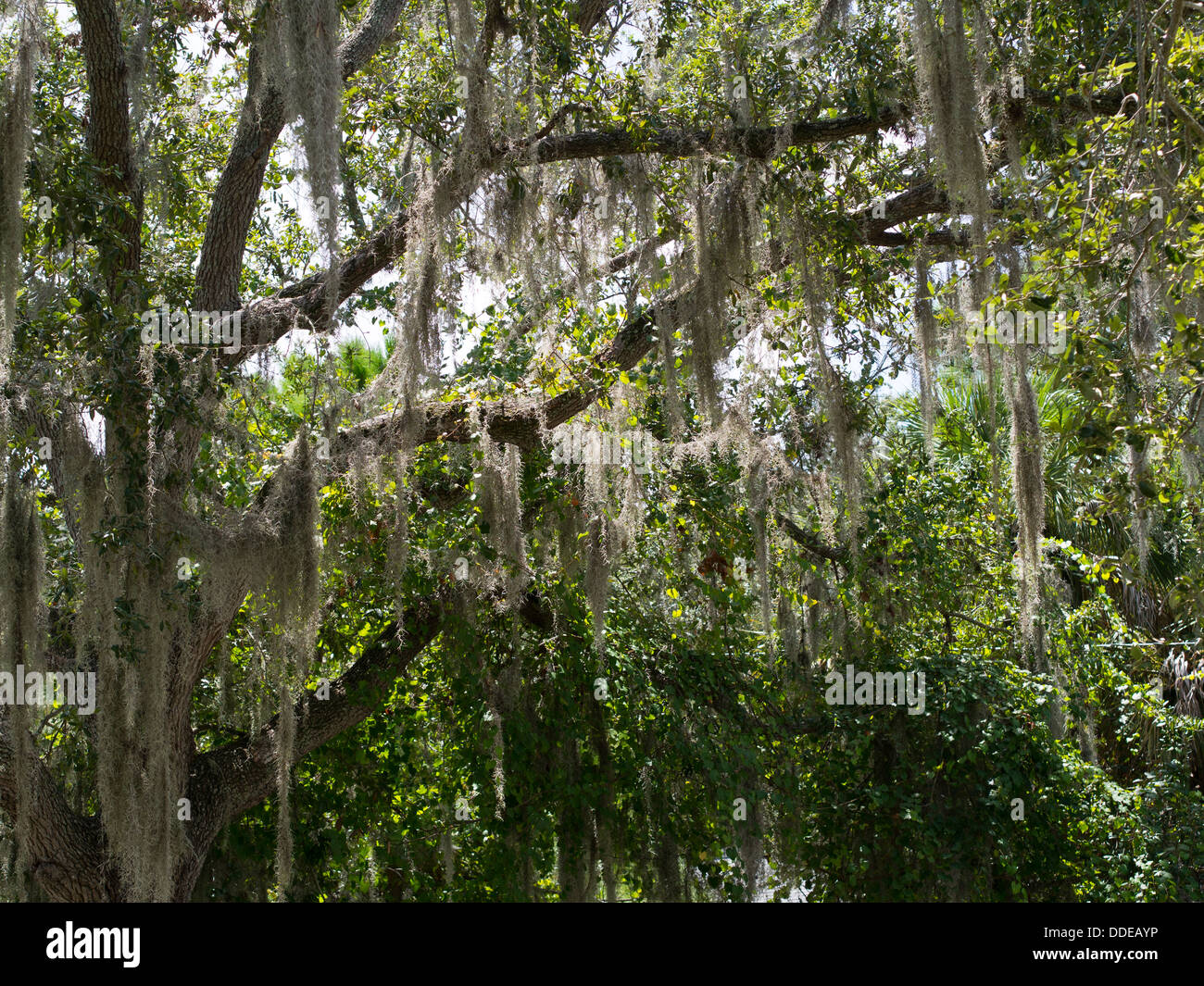 Spanish Moss on a Live Oak Tree in Brevard County Florida Stock Photo