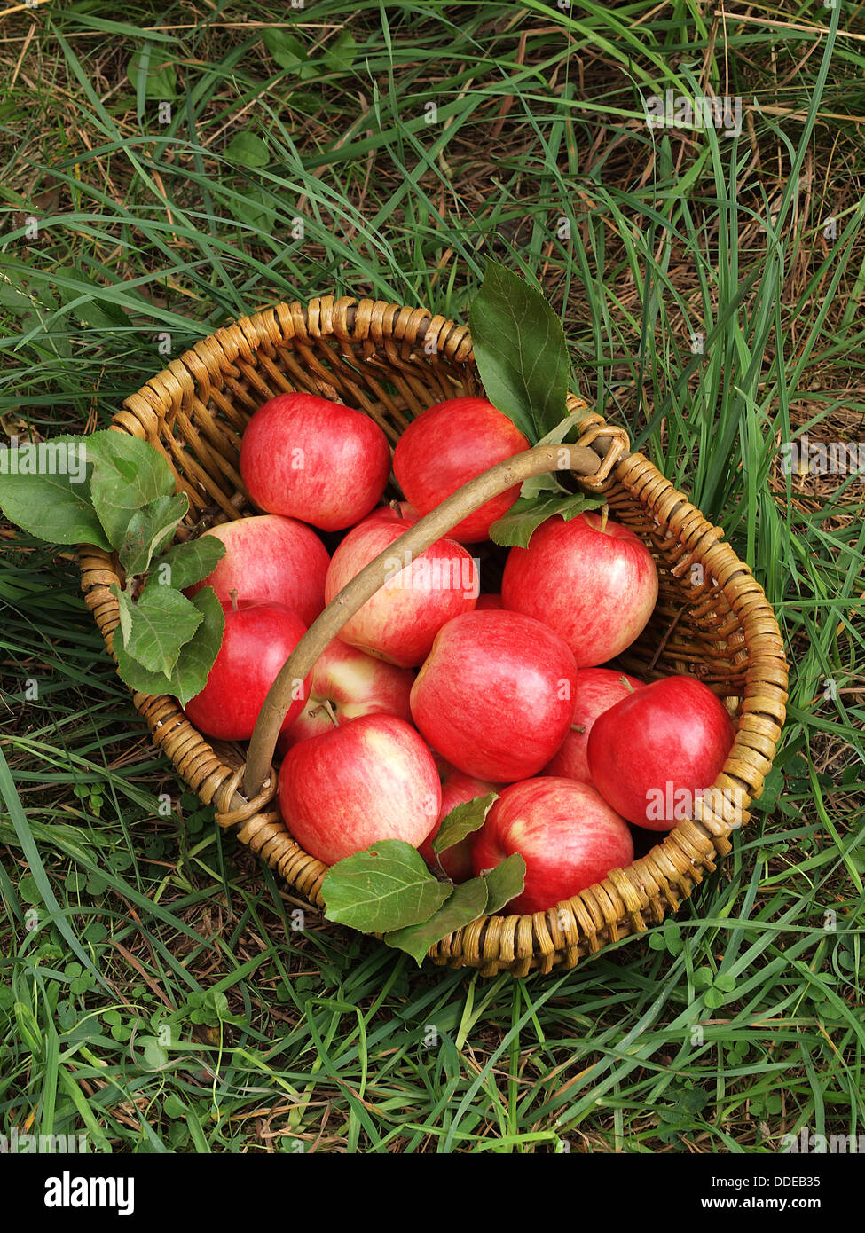 Fresh apples in the basket Stock Photo
