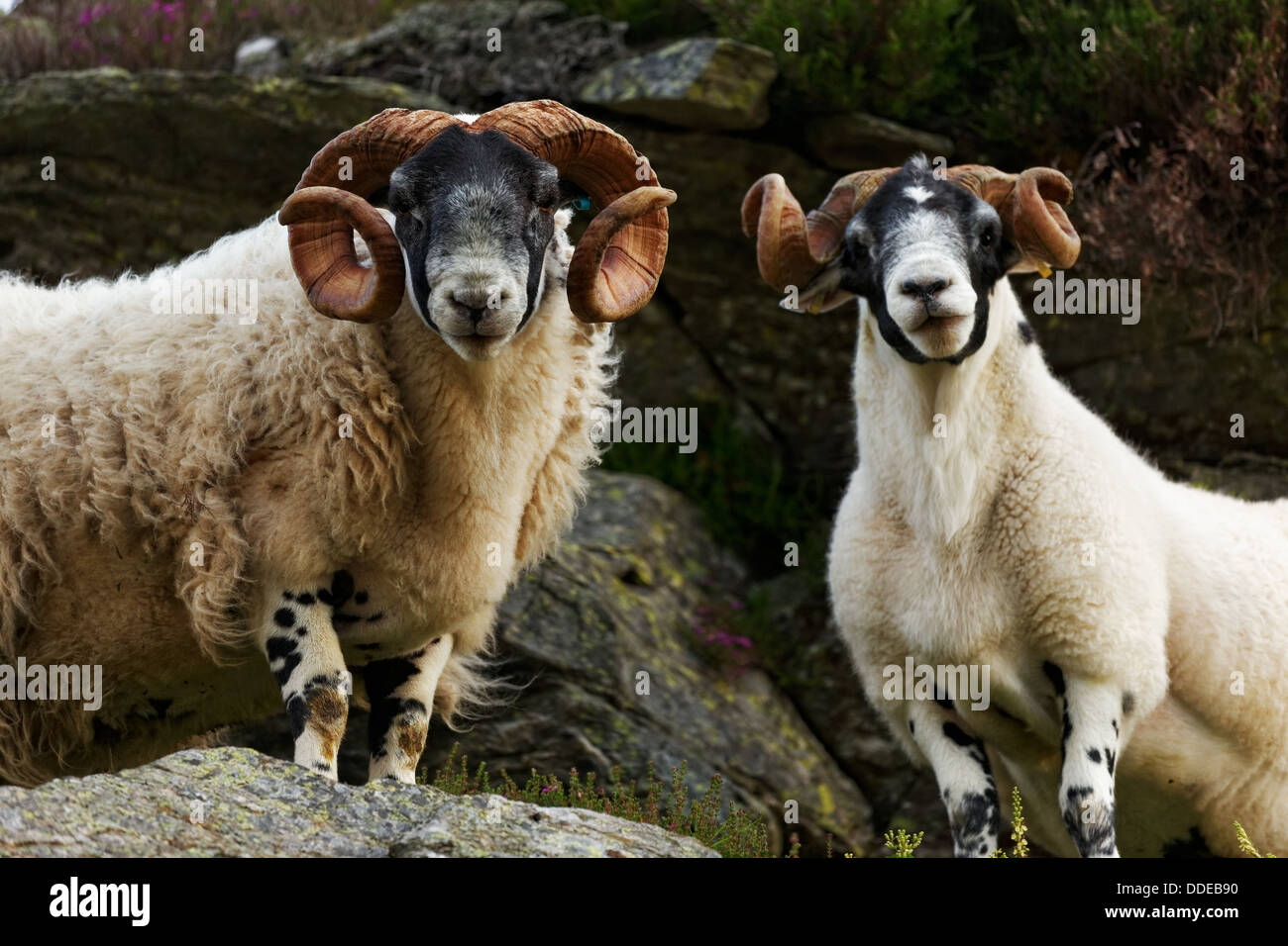 Scottish blackface sheep Stock Photo - Alamy