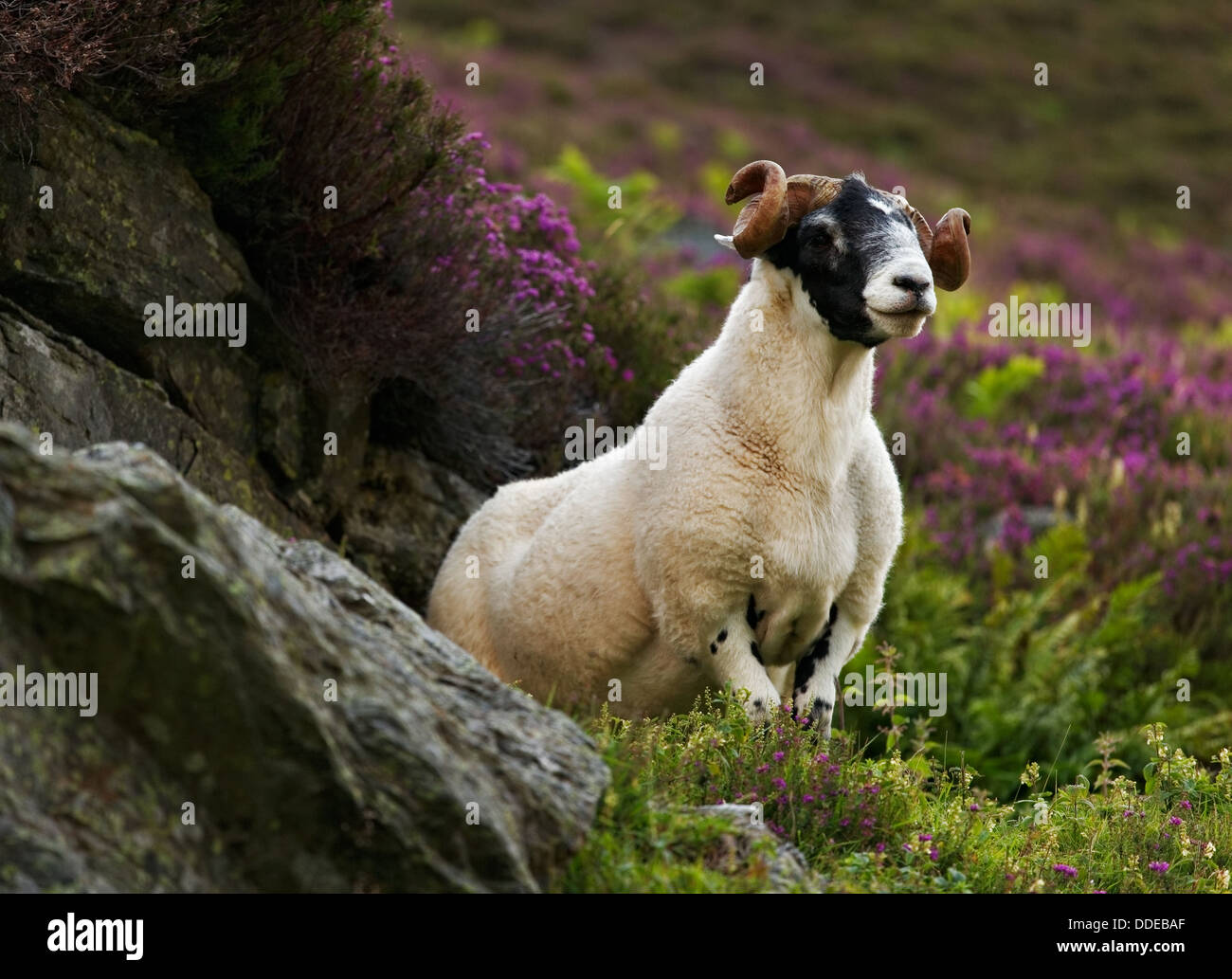 Scottish blackface sheep Stock Photo