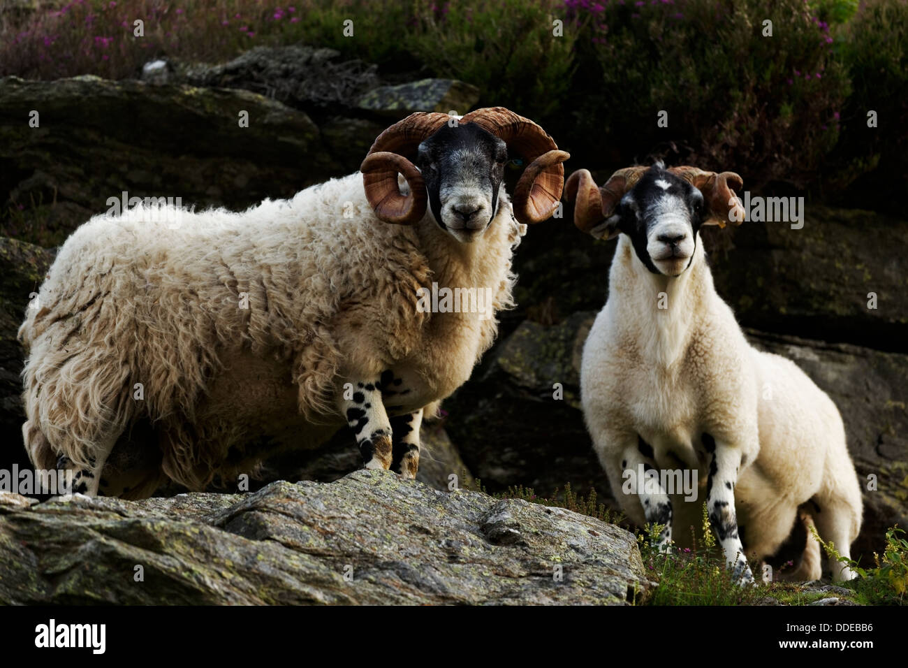 Scottish blackface sheep Stock Photo - Alamy