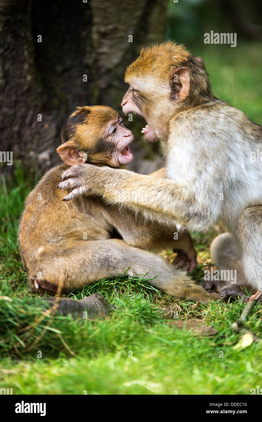 Squabbling Barbary Macaques Stock Photo