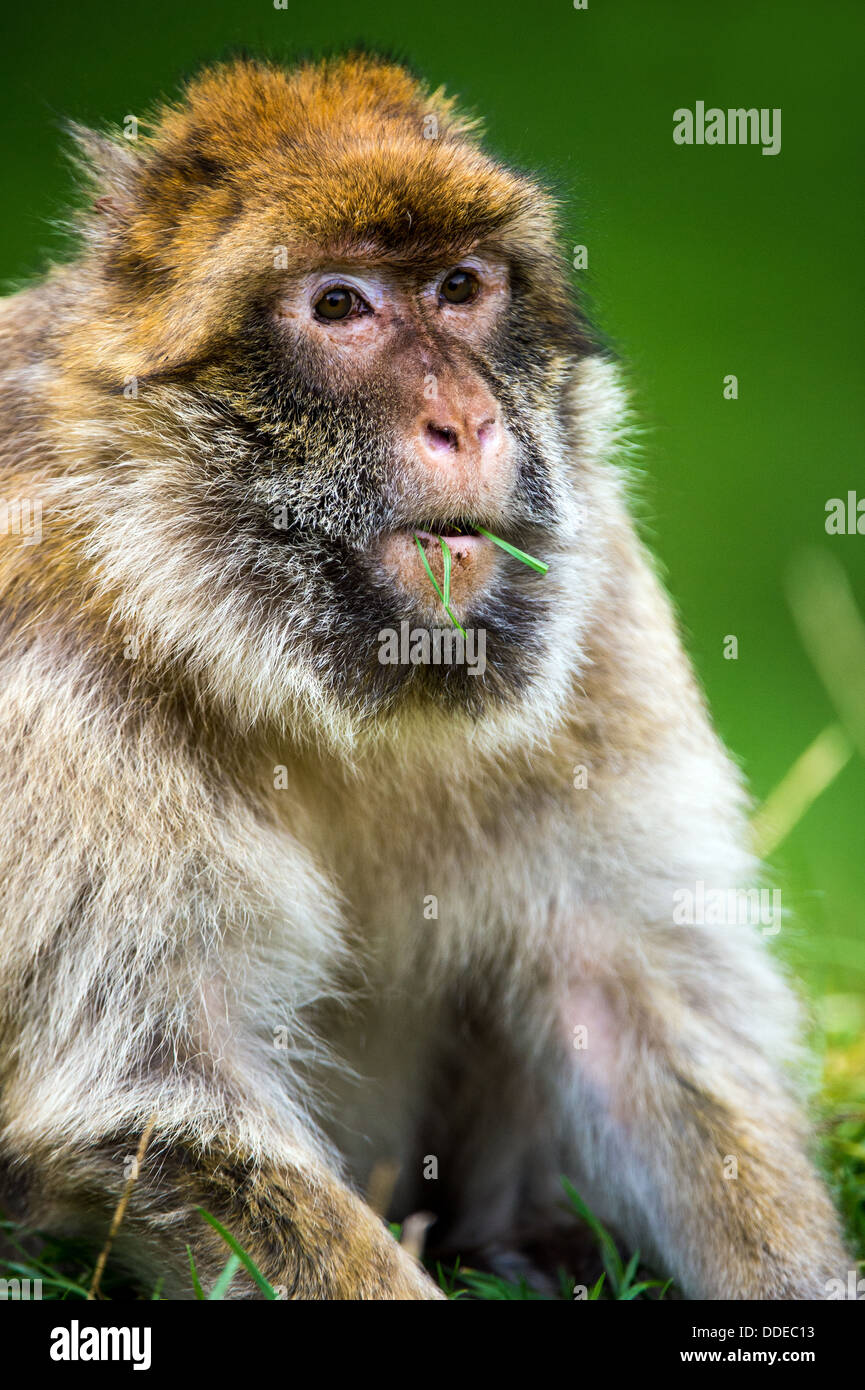 Barbary Macaque Stock Photo