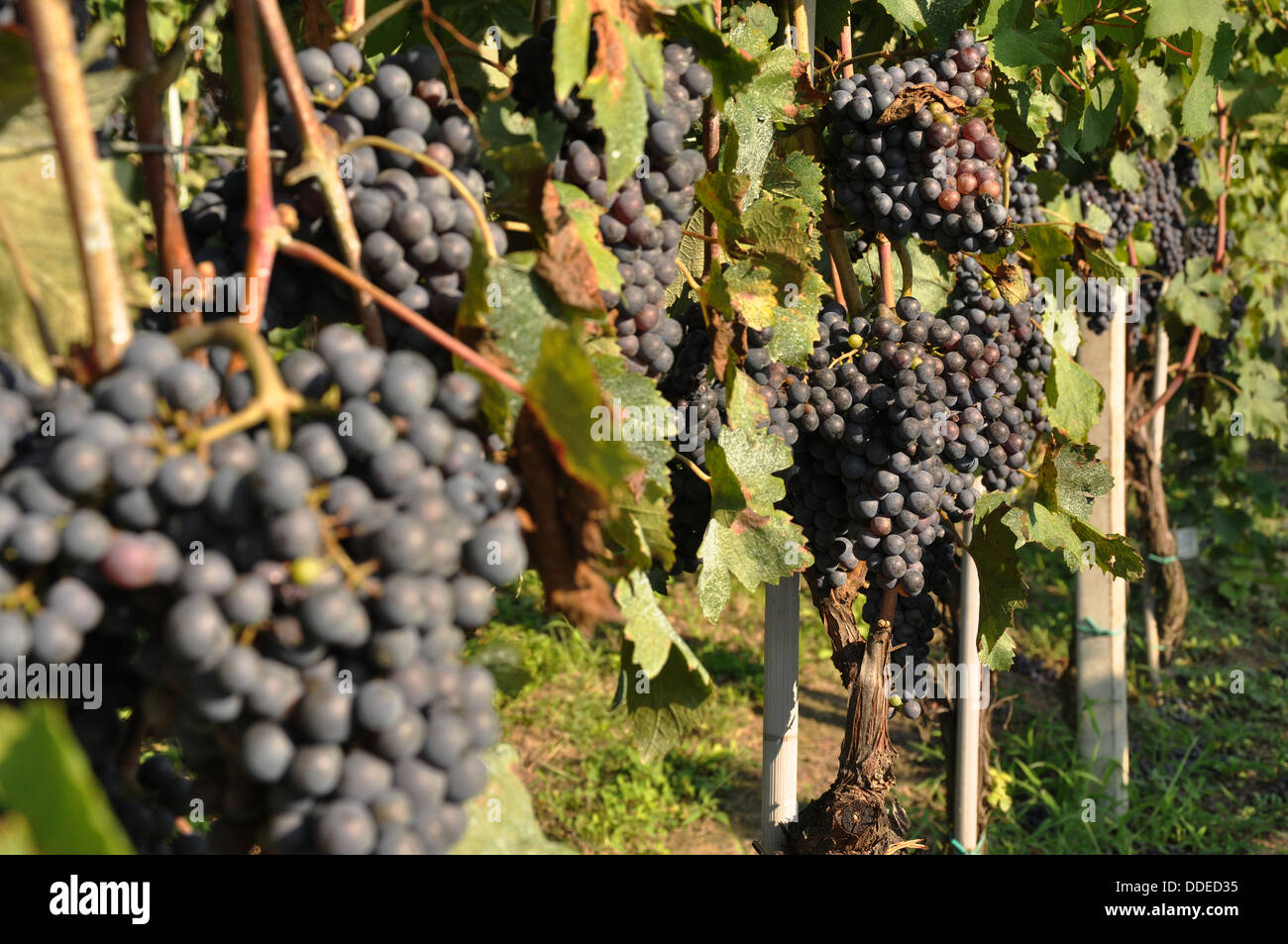 Ripe grapes on vines ready for harvest in the Piedmont (Piedmonte) region in northern Italy. Stock Photo