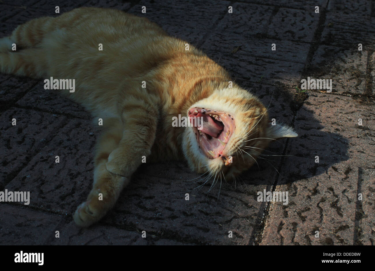 Ginger cat yawning in the evening Stock Photo